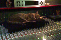 Cat-sleep